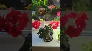 Чистый воздух, природа и цветы#цветы,#чистыйвоздух,#природа