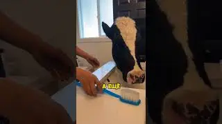 Счастливая жизнь домашнего бычка 