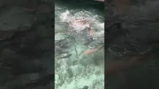 Мальдивские хищники