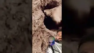 Alien Creature Steals Dog