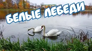 Кормлю уток и белых лебедей.