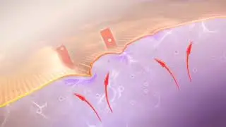 How do you Build Collagen in the Skin | 3D Graphic | Ensoul Medical Clinic