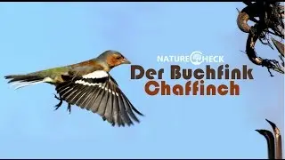 Der Buchfink - The Chaffinch