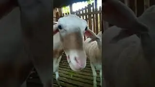 beternak domba