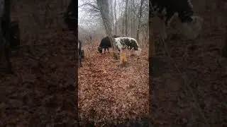 История одомашнивания Крупного Рогатого СКОТА 