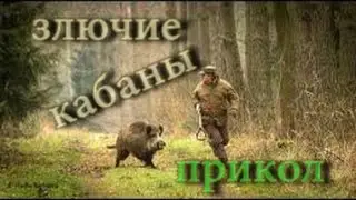 Rabid boars.The failure on the hunt.