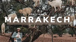 Da Essaouira a Marrakech in van - Si, quelle sono capre