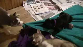 Husky Puppy Gives Great Dane Puppy a Blanket Ride!