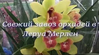 №22/ Обзор  орхидей и комнатных растений в Леруа Мерлен