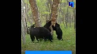 В Приморье фотоловушка запечатлела медвежью семью во время урока по маркировке