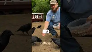 Лучший охранник для кур