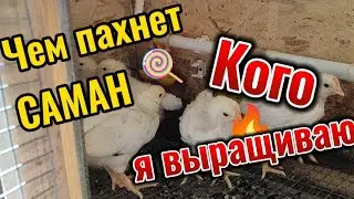 Чем пахнет в саманном доме, когда саман разрушается. Каких цыплят мне продали, что делать. пмж