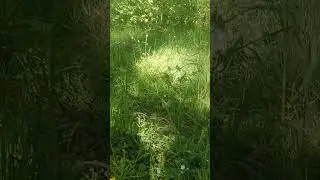 Матушка земля , леса да поля!!!