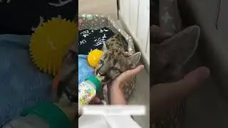 The puma got lost and came to the house of people who became her family and raised her.