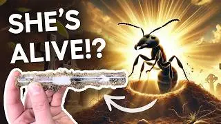 My Queen Ant is LITERALLY Back from the GRAVE!!!