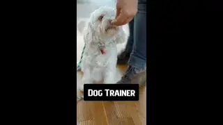 Dog Trainer #lefeeds