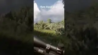 The Hunter called the wild, Rare goat kill ￼