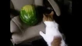 Cute Kitty Meets A Watermelon For The First Time