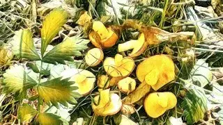 ЖАРКИЕ ГРИБЫ! 🍄🍄🍄 МАСЛЯТА из пекла.