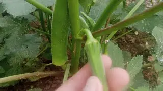 Okra Harvesting | Okra Timelapse