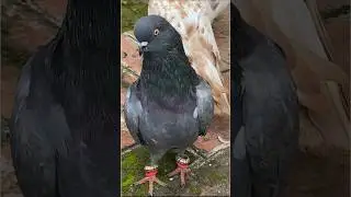 pure shahjahanpuri kabutar for sale 👍 | #pigeon #kabootar #shortsfeed #shorts