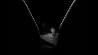 Pussy licking until she saw me recording her. Then this happened!