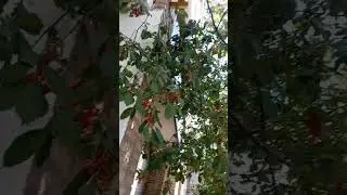красная черемуха