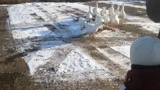 #Гуси-Гуси ГАГАГА! !!