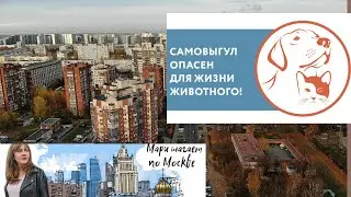 Самовыгул животных. За и против.