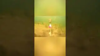 ходят слухи, что щука ещё догоняет #индоминусяйца #шайлураптор
