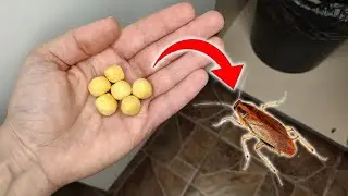 Как избавиться от тараканов 💥 100% Результат!