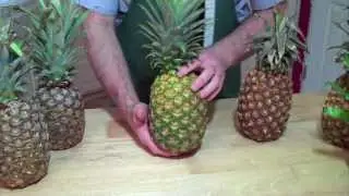 WHEN IS IT RIPE? PINEAPPLES