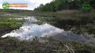 3 Hour Nature Sound Relaxation-Soothing forest lake birds Singing-Relaxing Sleep. #Wildlife