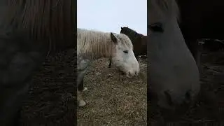 Horse Stallion 439, Erection 445