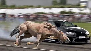 أسرع انواع الخيول فى العالم؟!  من الأسرع الحصان ام السيارة ؟!