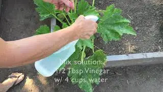 Organic Powdery Mildew Treatment