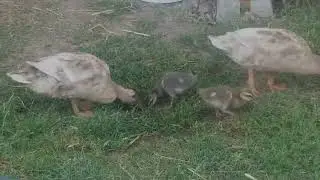 These 12-day-old ducklings have energy to learn about their environment