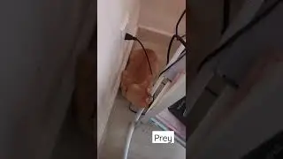 Cat VS Vacuum