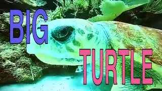 Big Turtle. Puerto Aventuras Dive