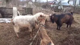 Дворняжка или дворянка