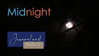 Midnight atmosphere, the sound of owls, geckos, lizards, crickets