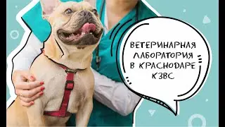 Ветеринарная лаборатория в Краснодаре. КЗВС . Анализ крови собак и кошек.