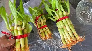 I Ordered Ugaoo Lucky Bamboo from Amazon 😲 | Real vs Online Plant