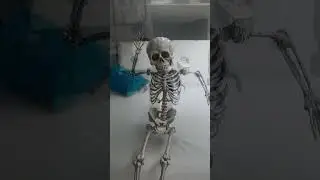 зейн