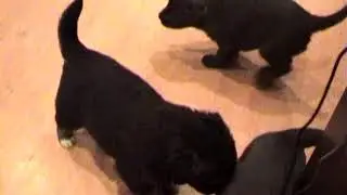 Дети Дики