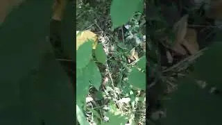 ❗Не поверила бы, если бы не сняли на камеру 😲 Видео от Татьяны❗ Август 2024 г. Курская область❗