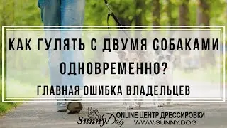 Как гулять с двумя собаками одновременно? Главная ошибка владельцев собак
