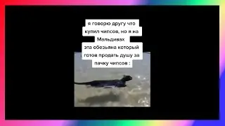 друг тик ток