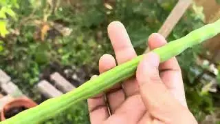 Drumsticks Harvest Before Winter #moringatree #drumsticks #moringa
