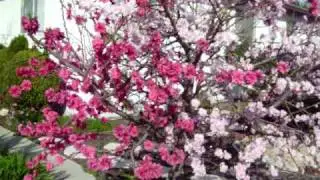Flowering Peach, March 3, 2009